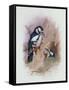 Pied Woodpecker-Archibald Thorburn-Framed Stretched Canvas