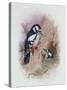 Pied Woodpecker-Archibald Thorburn-Stretched Canvas