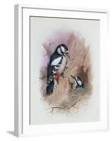 Pied Woodpecker-Archibald Thorburn-Framed Giclee Print