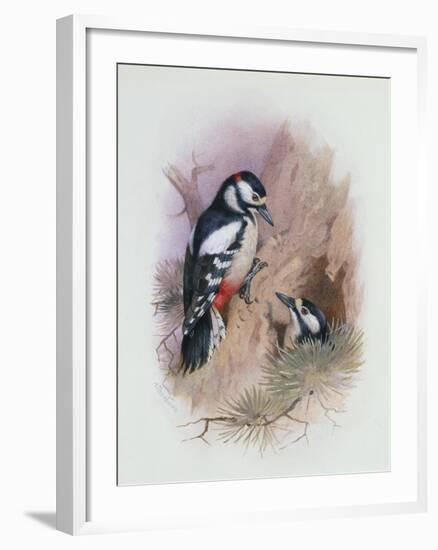 Pied Woodpecker-Archibald Thorburn-Framed Giclee Print