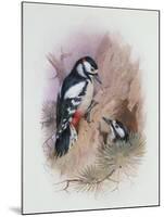 Pied Woodpecker-Archibald Thorburn-Mounted Giclee Print