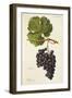 Piedirosso Grape-A. Kreyder-Framed Giclee Print