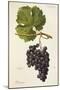 Piedirosso Grape-A. Kreyder-Mounted Giclee Print