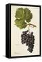 Piedirosso Grape-A. Kreyder-Framed Stretched Canvas