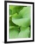 Piedmont Gold hosta leaves-Clive Nichols-Framed Photographic Print