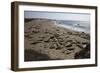 Piedras Blancas Elephant Seal Rookery-Stuart-Framed Photographic Print