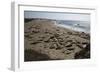 Piedras Blancas Elephant Seal Rookery-Stuart-Framed Photographic Print