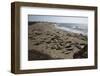 Piedras Blancas Elephant Seal Rookery-Stuart-Framed Photographic Print