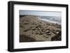 Piedras Blancas Elephant Seal Rookery-Stuart-Framed Photographic Print