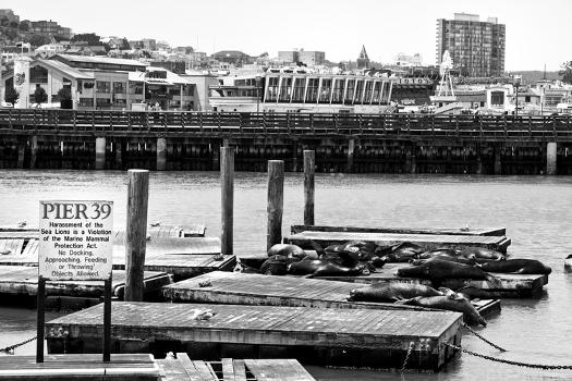 Pier 39 - Fisherman's Wharf - San Francisco - Californie - United