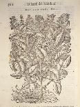 Basil (Ocymum Basilicum), 1554-Pier Andrea Mattioli-Laminated Giclee Print