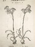Basil (Ocymum Basilicum), 1554-Pier Andrea Mattioli-Framed Stretched Canvas