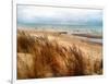 Pier Cove Beach With Autumn Grasses-Michelle Calkins-Framed Photo