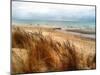 Pier Cove Beach With Autumn Grasses-Michelle Calkins-Mounted Photo