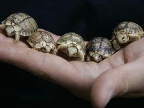 APTOPIX Italy Libya Baby Tortoises-Pier Paolo Cito-Photographic Print