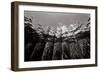 Pier Pilings 1-Lee Peterson-Framed Photographic Print