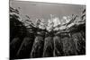 Pier Pilings 1-Lee Peterson-Mounted Photographic Print