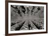 Pier Pilings 3-Lee Peterson-Framed Photographic Print