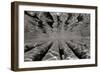 Pier Pilings 3-Lee Peterson-Framed Photographic Print