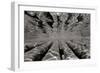 Pier Pilings 3-Lee Peterson-Framed Photographic Print