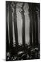 Pier Pilings 5-Lee Peterson-Mounted Photographic Print