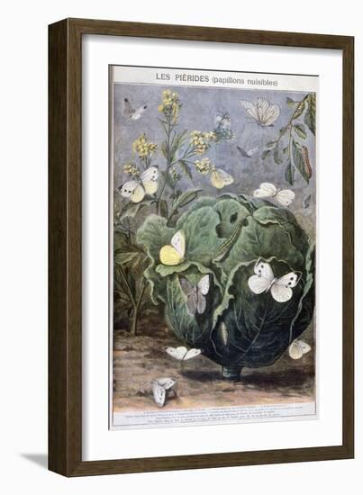 Pierid Butterflies, 1897-F Meaulle-Framed Giclee Print