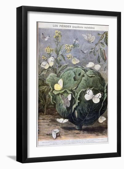 Pierid Butterflies, 1897-F Meaulle-Framed Giclee Print