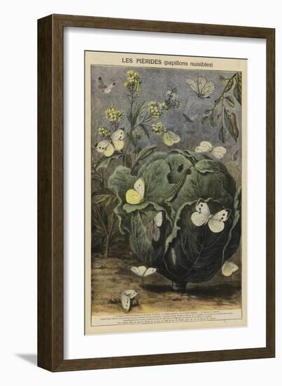 Pieridae-null-Framed Giclee Print