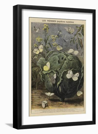 Pieridae-null-Framed Giclee Print