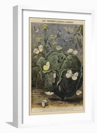 Pieridae-null-Framed Giclee Print