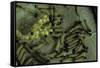 Pieris Brassicae (Large White Butterfly, Cabbage Butterfly) - Eggs with Newly Hatched Caterpillars-Paul Starosta-Framed Stretched Canvas