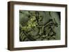 Pieris Brassicae (Large White Butterfly, Cabbage Butterfly) - Eggs with Newly Hatched Caterpillars-Paul Starosta-Framed Photographic Print