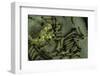 Pieris Brassicae (Large White Butterfly, Cabbage Butterfly) - Eggs with Newly Hatched Caterpillars-Paul Starosta-Framed Photographic Print