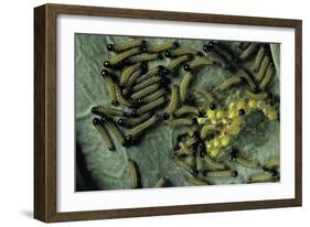 Pieris Brassicae (Large White Butterfly, Cabbage Butterfly) - Eggs with Newly Hatched Caterpillars-Paul Starosta-Framed Photographic Print