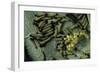 Pieris Brassicae (Large White Butterfly, Cabbage Butterfly) - Eggs with Newly Hatched Caterpillars-Paul Starosta-Framed Photographic Print