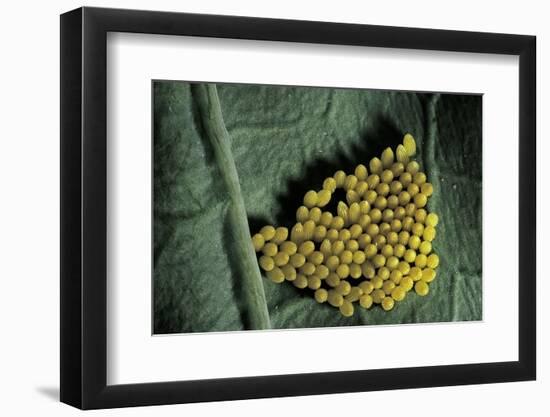 Pieris Brassicae(Large White Butterfly, Cabbage Butterfly) - Eggs-Paul Starosta-Framed Photographic Print