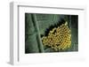 Pieris Brassicae(Large White Butterfly, Cabbage Butterfly) - Eggs-Paul Starosta-Framed Photographic Print