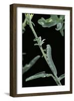 Pieris Rapae (Small Cabbage Butterfly, Common White; Small White) - Caterpillar-Paul Starosta-Framed Photographic Print