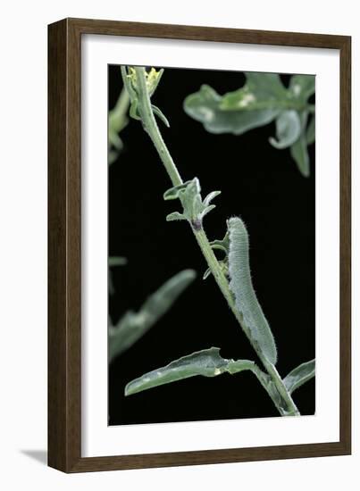Pieris Rapae (Small Cabbage Butterfly, Common White; Small White) - Caterpillar-Paul Starosta-Framed Photographic Print