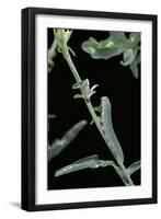 Pieris Rapae (Small Cabbage Butterfly, Common White; Small White) - Caterpillar-Paul Starosta-Framed Photographic Print