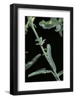 Pieris Rapae (Small Cabbage Butterfly, Common White; Small White) - Caterpillar-Paul Starosta-Framed Photographic Print