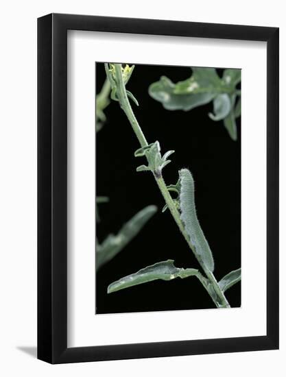 Pieris Rapae (Small Cabbage Butterfly, Common White; Small White) - Caterpillar-Paul Starosta-Framed Photographic Print