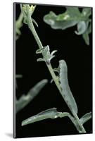 Pieris Rapae (Small Cabbage Butterfly, Common White; Small White) - Caterpillar-Paul Starosta-Mounted Photographic Print