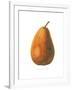 Pierpont on White-Wild Apple Portfolio-Framed Art Print