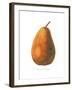 Pierpont on White-Wild Apple Portfolio-Framed Art Print