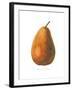 Pierpont on White-Wild Apple Portfolio-Framed Art Print