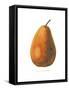 Pierpont on White-Wild Apple Portfolio-Framed Stretched Canvas