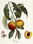 Fraisier De Virginie (Grandes Fleurs), from Traite Des Arbres Fruitiers, 1807-1835-Pierre Antoine Poiteau-Giclee Print