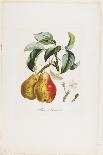 Fraisier De Virginie (Grandes Fleurs), from Traite Des Arbres Fruitiers, 1807-1835-Pierre Antoine Poiteau-Framed Giclee Print