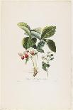 Fraisier De Virginie (Grandes Fleurs), from Traite Des Arbres Fruitiers, 1807-1835-Pierre Antoine Poiteau-Giclee Print